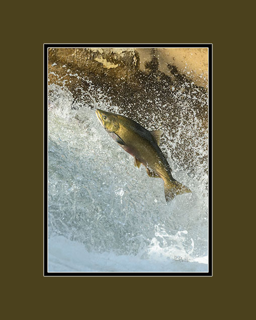 Salmon heading up stream to spawn